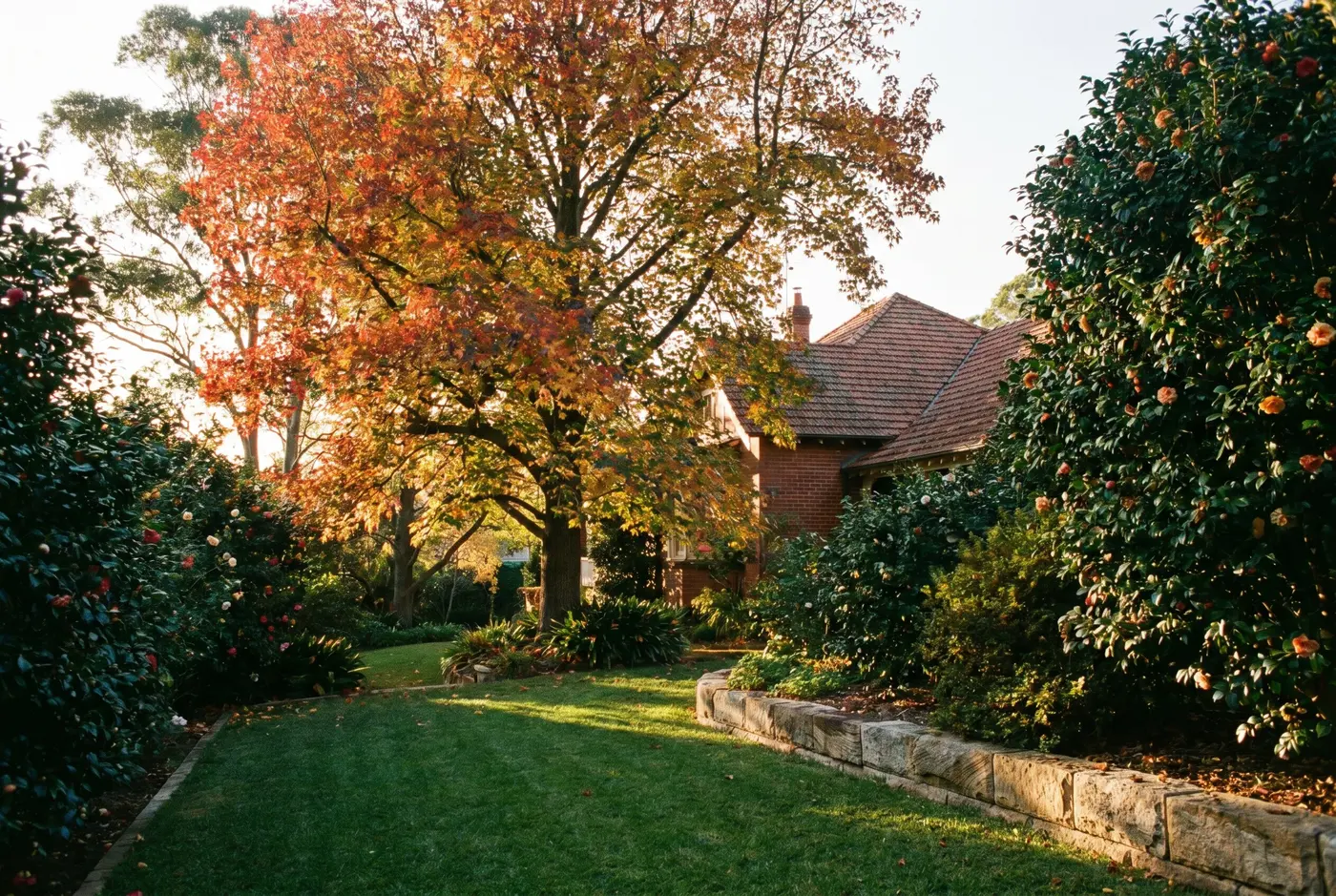 A deep established Wahroonga garden with a sandstone retaining wall, mature camellias and a liquidambar in autumn colour